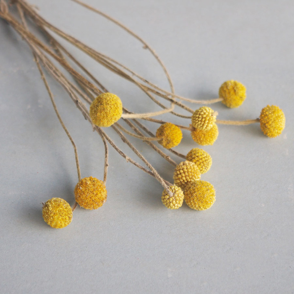 Dried Flower Bunch - 20 mazzi di fiori di Craspedia