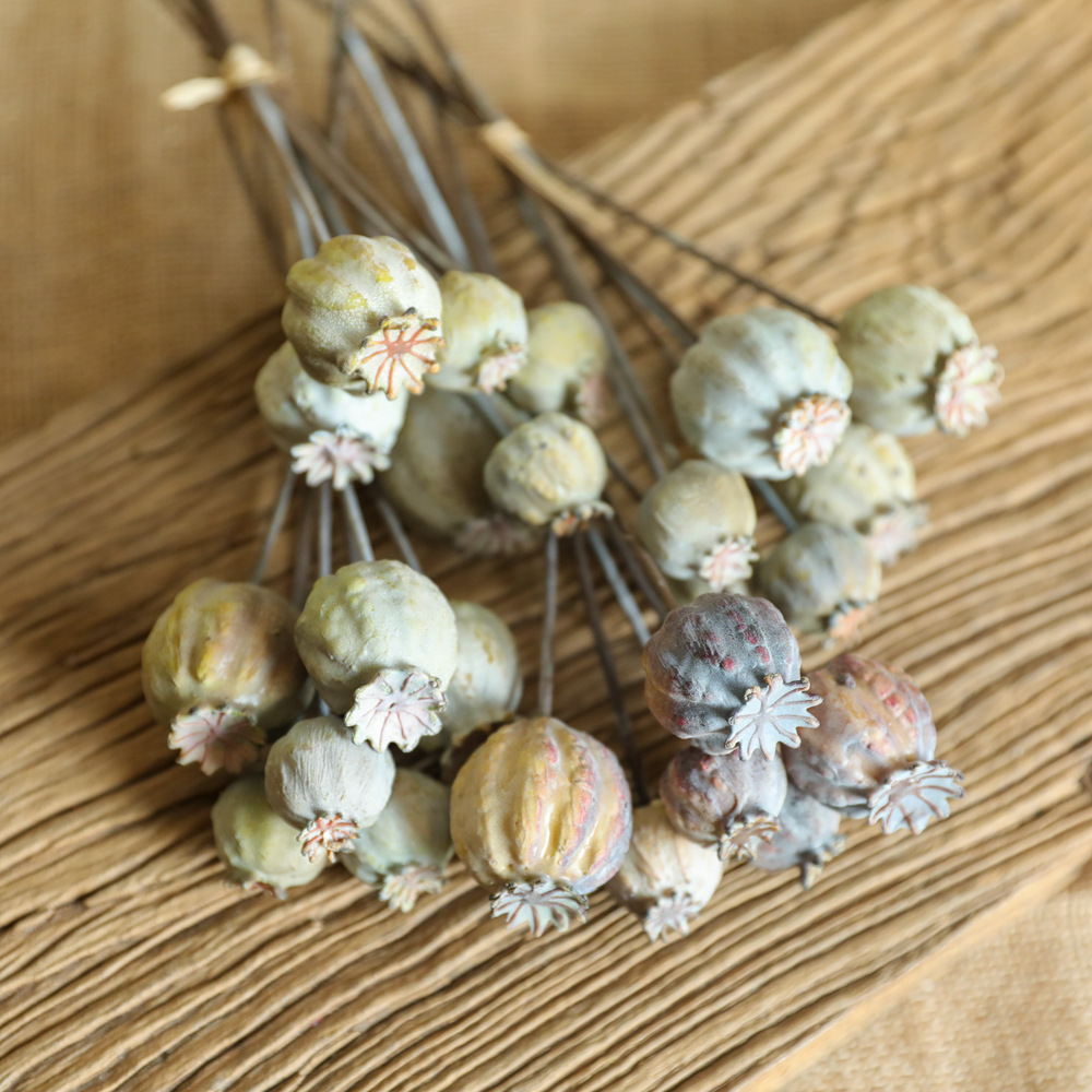 6 teste Poppies frutta mazzo d - Dried Flower Bunch recensione e prezzo