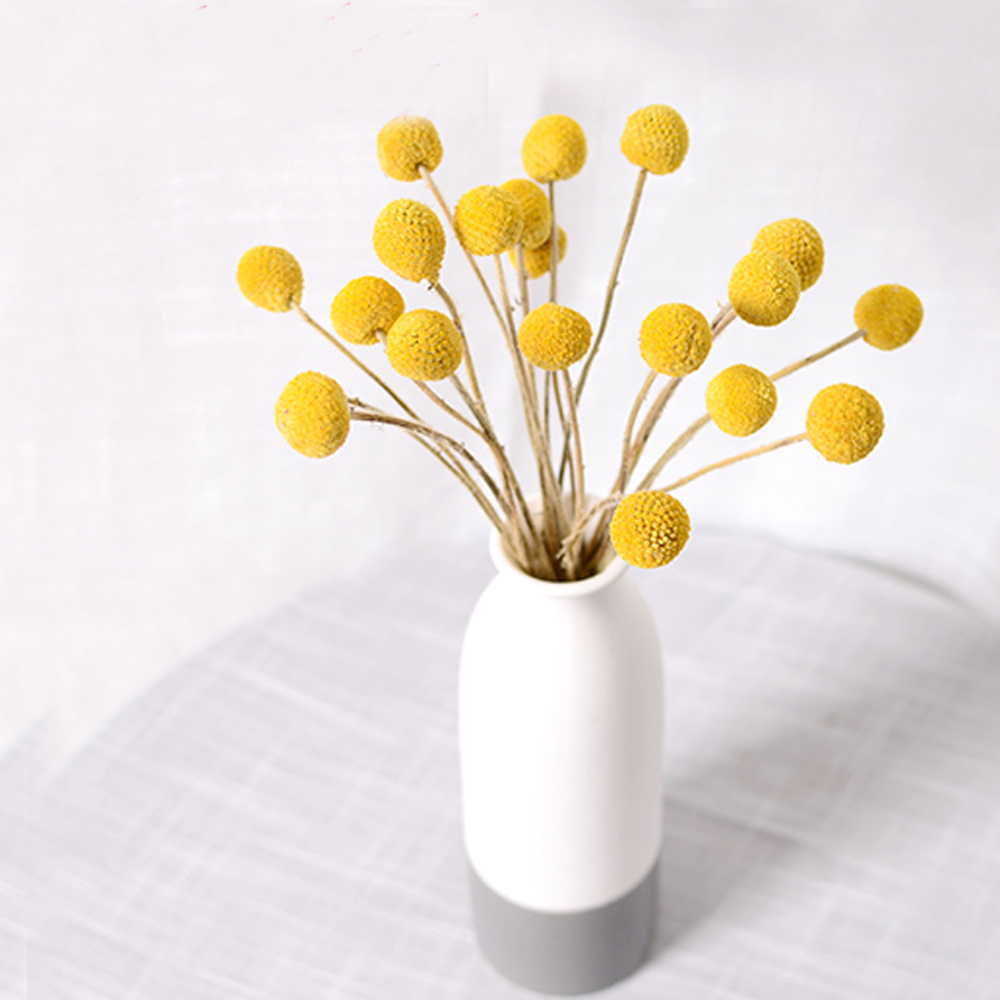 20 mazzi di fiori di Craspedia - Dried Flower Bunch recensione e prezzo