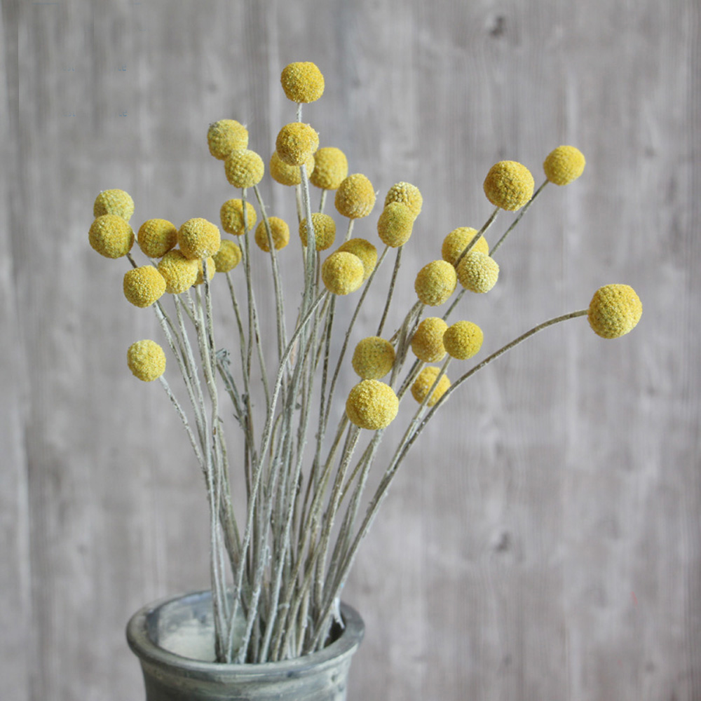 20 mazzi di fiori di Craspedia - Dried Flower Bunch recensione e prezzo
