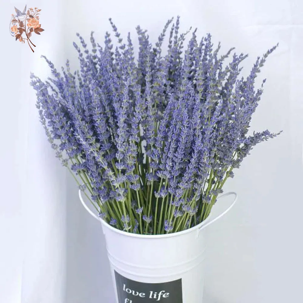 Bouquet di Lavanda Naturale Es - Dried Flower Bunch recensione e prezzo