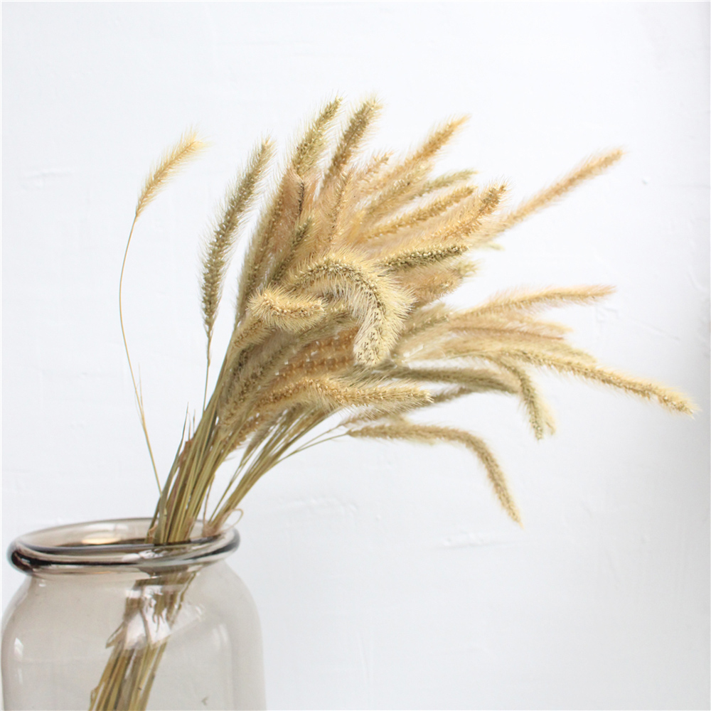 200 pz naturale essiccato Lagu - Dried Flower Bunch recensione e prezzo