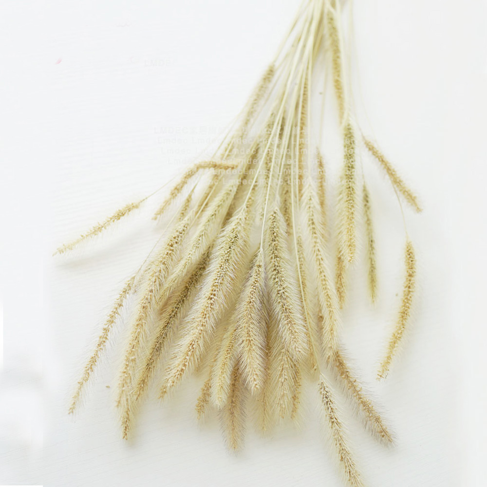 200 pz naturale essiccato Lagu - Dried Flower Bunch recensione e prezzo